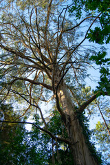 Fototapeta premium Big Eucalyptus tree