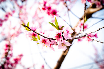pink cherry blossom