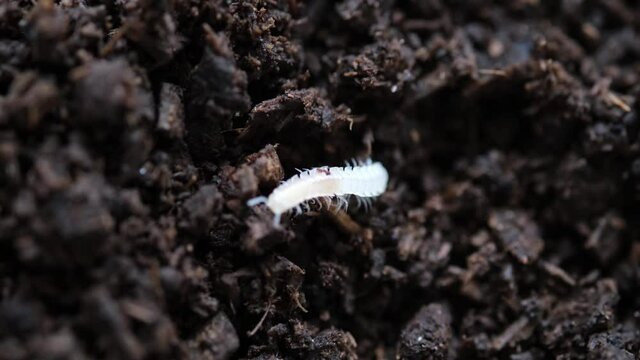 生まれたばかりのヤスデの赤ちゃん