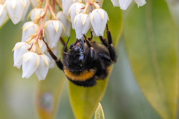 Hummel auf Blühte