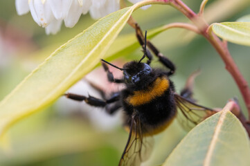 Hummel auf Blühte