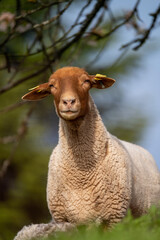 Ein Schaf