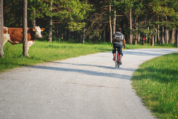 Cow watching a mountain bike cyclist riding along alpine mountain path in Mieming, Tirol, Austria - obrazy, fototapety, plakaty