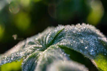 Blatt mit Eiskristallen