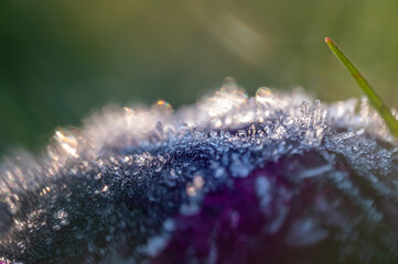Blühte mit Eiskristallen