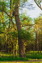 Standing Tall in the Forest