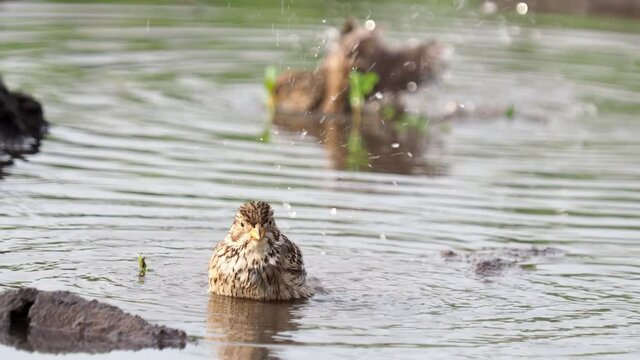 The corn bunting taking a bath, Emberiza calandra