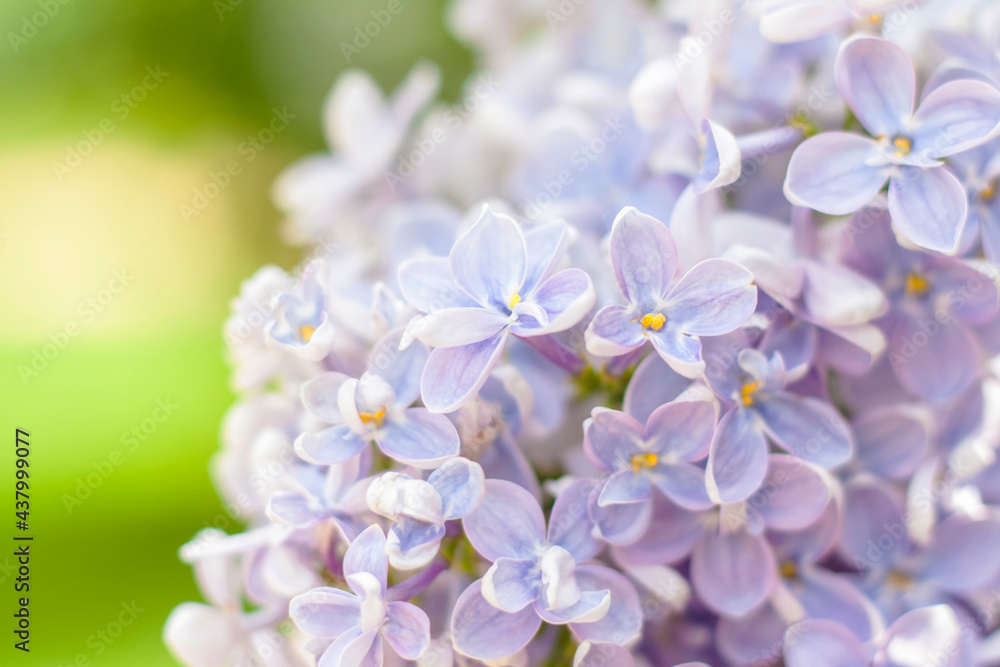 Wall mural lilac in the garden. blooming lilac-purple flowers, selective focus. a branch of lilac in the sunlig