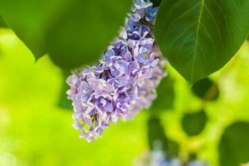Lilac in the garden. Blooming lilac-purple flowers, selective focus. A branch of lilac in the sunlight. They bloom in spring. Selective focus.