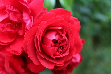 wild wachsende rote Rosen