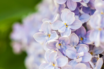 Lilac in the garden. Blooming lilac-purple flowers, selective focus. A branch of lilac in the sunlight. They bloom in spring. Selective focus.