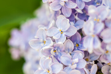 Lilac in the garden. Blooming lilac-purple flowers, selective focus. A branch of lilac in the sunlight. They bloom in spring. Selective focus.