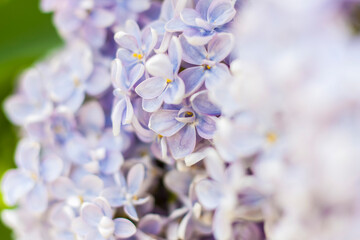 Lilac in the garden. Blooming lilac-purple flowers, selective focus. A branch of lilac in the sunlight. They bloom in spring. Selective focus.