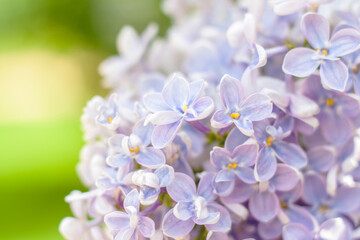 Lilac in the garden. Blooming lilac-purple flowers, selective focus. A branch of lilac in the...