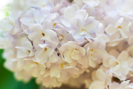 Lilac in the garden. Blooming lilac-purple flowers, selective focus. A branch of lilac in the sunlight. They bloom in spring. Selective focus. © Alina Lebed