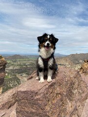 Toy Australian Shepherd hiking at Smith Rock