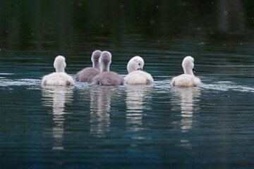 swans on the river