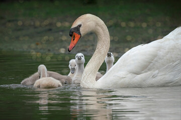 swan family on the water