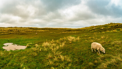 Schaf, Landschaft, Sylt, Nordsee, Nordfriesland