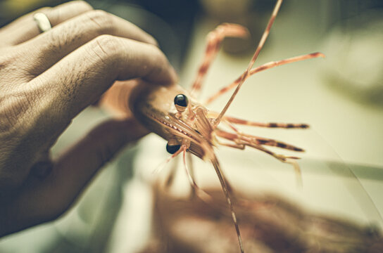 Live Orange Spot Prawns Actually They Were Taste