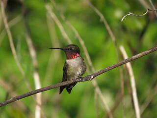 Ruby-Throated Hummingbird Perches On Twig with Green Background in Spring or Summer in Midwest Ohio