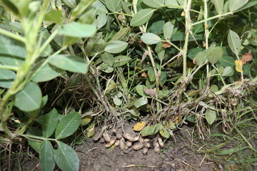 peanut stock with tree on farm