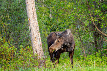 Female Moose (Alces alces) eating in Jackson Hole Wyoming in late May