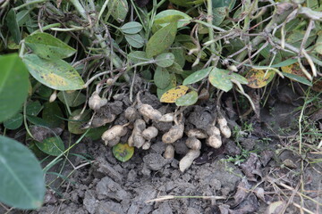peanut stock with tree on farm