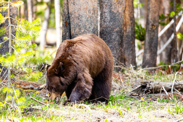 Large female cinnamon phase black bear (Ursus americanus) searches for food in Yellowstone National...