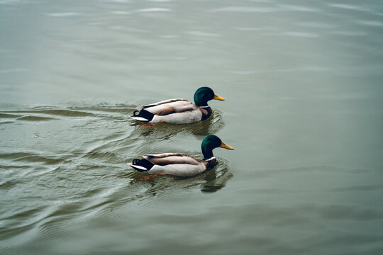 Entenpaar, Enten, Erpel, Zwillinge, Illusion
