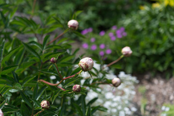 peony flower buds in an enclosed garden with purple, out of focus flowers in the background