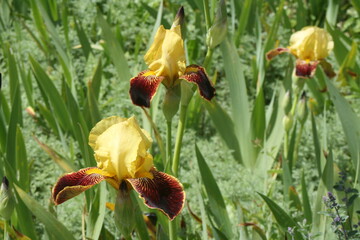 Bearded Iris