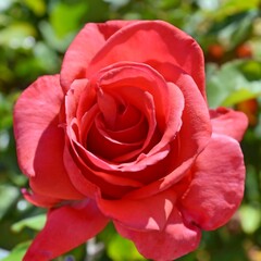 Rose-6