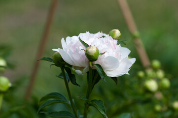 Obraz premium white and pink peony flower in a victorian garden