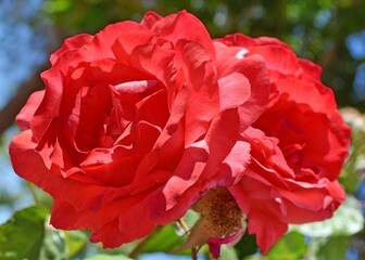 Red Twin Roses