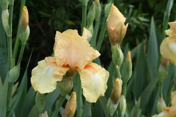 Yellow Iris