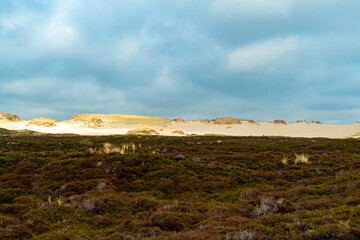 Sylt, Nordsee, Nordseeküste, Dünenlandschaft, Schleswig Holstein, Deutschland