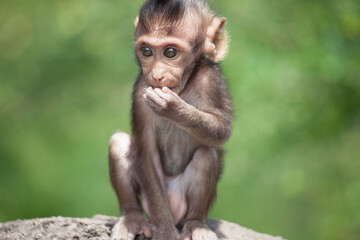 Obraz premium 可愛いサル