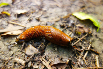 A snail without a house is called a homeless