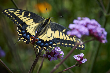 Swallowtail butterfly on verbena
