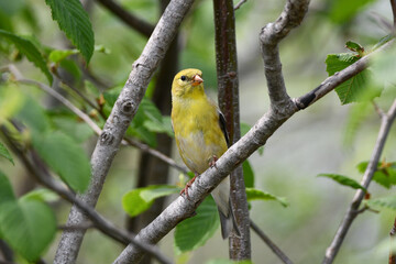 Female American Goldfinch perched on a branch