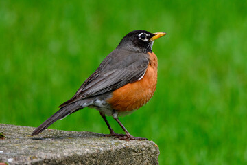 Robin Perched On Rock-0625