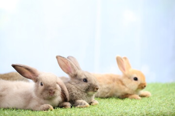 Adorable young rabbits family in group on green grass. Lovely bunnies with white curtain as background.