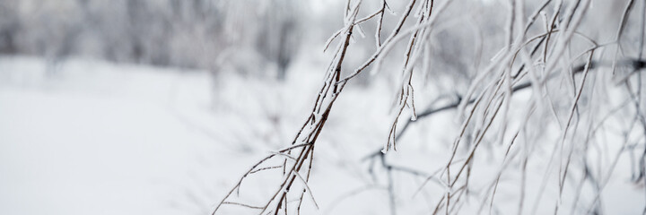 Snow and rime ice on the branches of bushes. Beautiful winter background with twigs covered with hoarfrost. Plants in the park are covered with hoar frost. Cold snowy weather. Cool frosting texture.