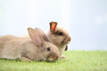 Adorable young rabbits family in group on green grass. Lovely bunnies with white curtain as background.
