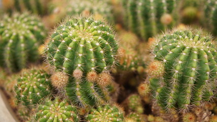 Cacti, dessert plant in many type and shape with it needle as leaf. Variety cactus in pot and garden. Succulent plant grow dry area