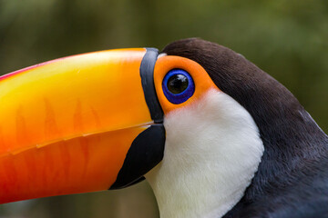 Naklejka premium Tucano