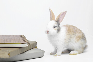 Rabbit with book and notebook as education and pet knowledge and back to school concept. Bunny on textbook