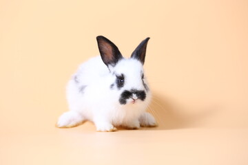 Adorable little baby rabbit on light orange background. Young cute baby bunny sit lively. Fluffy pet in studio.