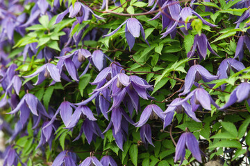 Siberian or Alpine clematis blooming with purple flowers, closeup - obrazy, fototapety, plakaty